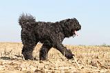 BOUVIER DES FLANDRES 155